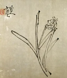 Narcissus